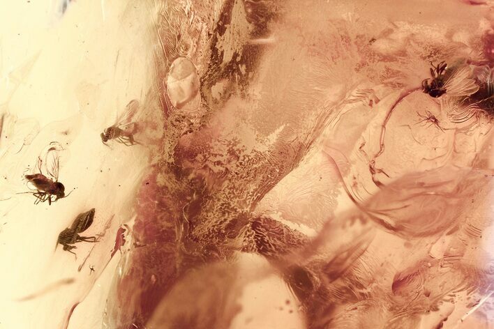 Four Fossil Biting Midges (Ceratopogonidae) in Baltic Amber #367466